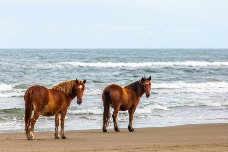 Two wild horses in Corolla, NC