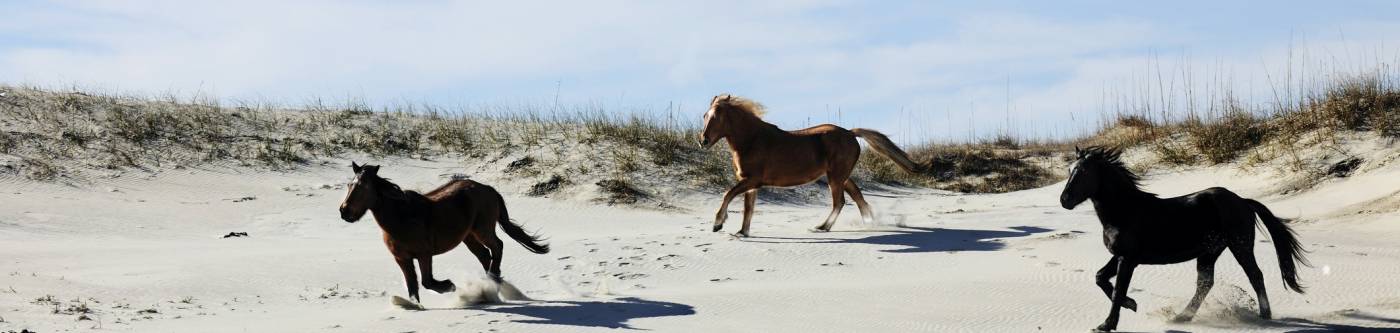 Horses running on a beachh