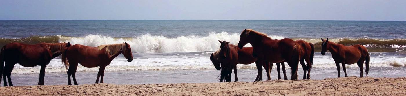 Outer Banks Wild Horses